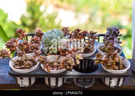 Auf einem Blumenmarkt wurden viele Sukkulenten von Echeveria elegans, Echeveria, Sedum, Graptopetalum (leatherpetal) eingetopft Stockfoto