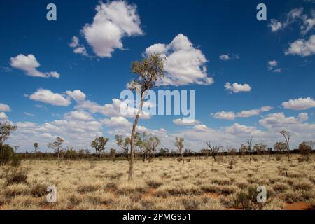 Ein einsamer Baum steht inmitten einer Wüstenlandschaft, umgeben von einem riesigen Sand- und Himmelsgebiet Stockfoto