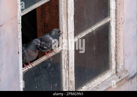 Zwei Tauben auf einem kaputten Fenster, die nach draußen schauen Stockfoto