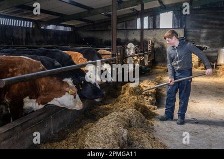 Drinagh, West Cork, Irland. 13. April 2023. Die Rinder werden vom 13-jährigen Danny Wilson auf der Farm seines Vaters George Wilson in Drinagh, West Cork, gefüttert. Kredit: AG News/Alamy Live News Stockfoto