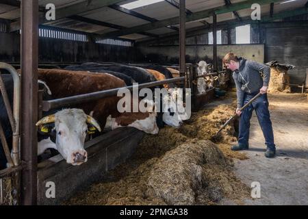 Drinagh, West Cork, Irland. 13. April 2023. Die Rinder werden vom 13-jährigen Danny Wilson auf der Farm seines Vaters George Wilson in Drinagh, West Cork, gefüttert. Kredit: AG News/Alamy Live News Stockfoto