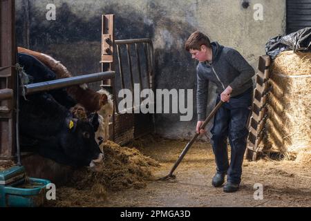 Drinagh, West Cork, Irland. 13. April 2023. Die Rinder werden vom 13-jährigen Danny Wilson auf der Farm seines Vaters George Wilson in Drinagh, West Cork, gefüttert. Kredit: AG News/Alamy Live News Stockfoto