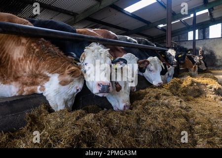 Drinagh, West Cork, Irland. 13. April 2023. Die Rinder werden vom 13-jährigen Danny Wilson auf der Farm seines Vaters George Wilson in Drinagh, West Cork, gefüttert. Kredit: AG News/Alamy Live News Stockfoto