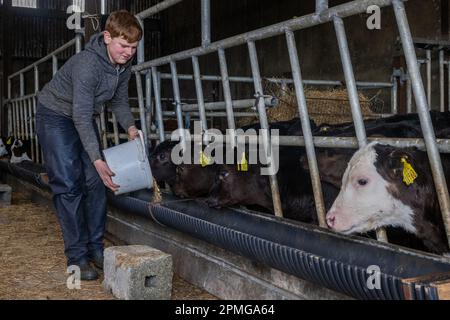 Drinagh, West Cork, Irland. 13. April 2023. Die Rinder werden vom 13-jährigen Danny Wilson auf der Farm seines Vaters George Wilson in Drinagh, West Cork, gefüttert. Kredit: AG News/Alamy Live News Stockfoto