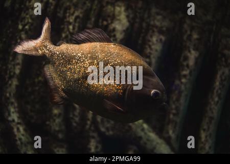 Eine Schar Piranhas. Rotbauch-Piranha. Fleischfressender Fisch ist gefährlich. Nahaufnahmen, selektiver Fokus. Lebensbedrohlich Stockfoto