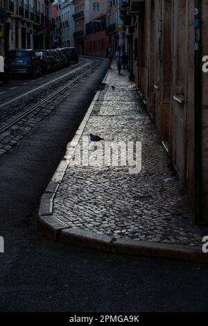 Taube auf altem Steinpflaster in schwarz-Weiß in lissabon Stockfoto