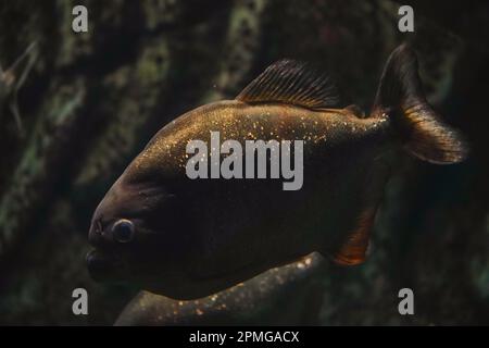 Eine Schar Piranhas. Rotbauch-Piranha. Fleischfressender Fisch ist gefährlich. Nahaufnahmen, selektiver Fokus. Lebensbedrohlich Stockfoto