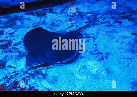 Der Stachelrochen schwimmt unter Wasser. Der Stachelrochen ist ein flacher Seefisch. Ein elektrischer Stachelrochen schwimmt zwischen Algen in flachem Wasser in einer exotischen Ozeanszene. Verdammt Stockfoto