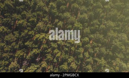 Blick auf die Drohne auf den Pinienwald im Sonnenlicht. Draufsicht auf den Wald Stockfoto