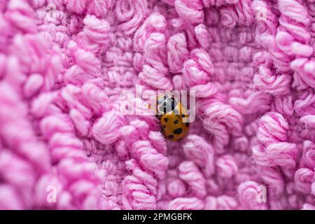 Der Käfer auf rosa Stoff, Hippodamia Variegata Stockfoto