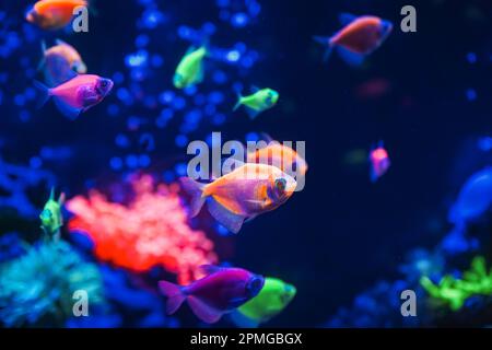 Eine Schar wunderschöner, neonleuchtender Fische in einem dunklen Aquarium mit Neonlicht. Glofish tetra. Unscharfer Hintergrund. Selektiver Fokus. Unterwasserleben Stockfoto