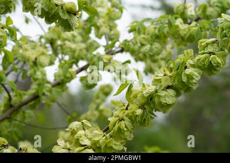 Italien, Lombardei, Wych Elm, Zweigstelle Ulmus Glabra mit Früchten Stockfoto