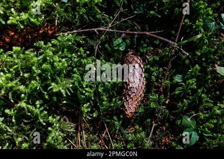 Nahaufnahme der Textur von grünem Waldmoos. Grüne Natur Stockfoto
