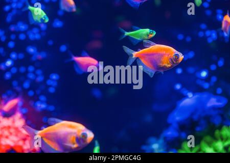 Eine Schar wunderschöner, neonleuchtender Fische in einem dunklen Aquarium mit Neonlicht. Glofish tetra. Unscharfer Hintergrund. Selektiver Fokus. Unterwasserleben Stockfoto