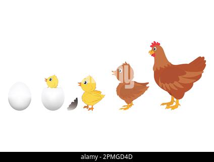 Huhn Evolution. Vektordarstellung der Hühnerentwicklung. Ei, Huhn, Huhn Stock Vektor