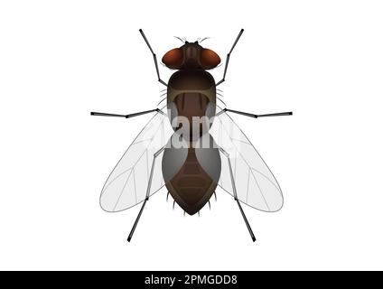 Clipart Fly isoliert auf weißem Hintergrund. Vektordarstellung von Fliegeninsekten Stock Vektor