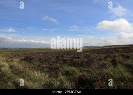 Darwen Tower und Darwen Hill blickten an einem Herbsttag vom Wheelton Moor aus auf das West Pennine Moors Lancashire England Stockfoto