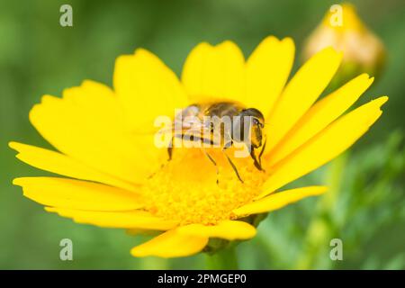 Common Drone Fly, Eristalis Tenax, auf gelber Mais-Marigold Glebionis segetum Stockfoto