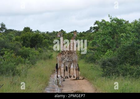 Giraffenfamilie Thornybush Reserve Südafrika Stockfoto