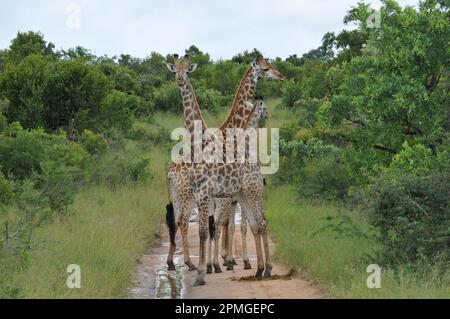 Giraffenfamilie Thornybush Reserve Südafrika Stockfoto