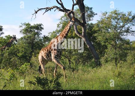 Giraffenfamilie Thornybush Reserve Südafrika Stockfoto