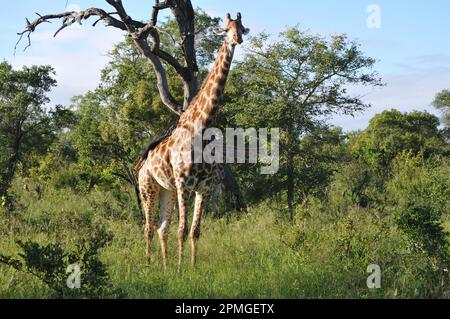 Giraffenfamilie Thornybush Reserve Südafrika Stockfoto