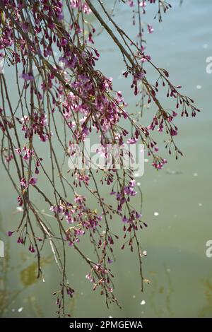 Rosa Frühlingsblüte von Zierkirschbaum Prunus x subhirtella 'Pendula Plena Rosea im britischen Garten April Stockfoto