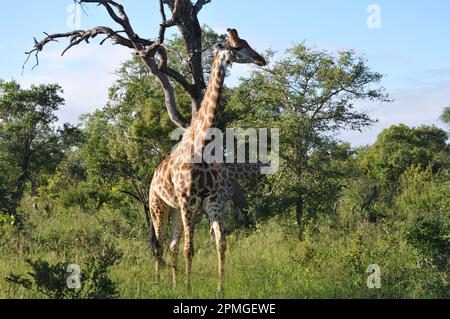 Giraffenfamilie Thornybush Reserve Südafrika Stockfoto