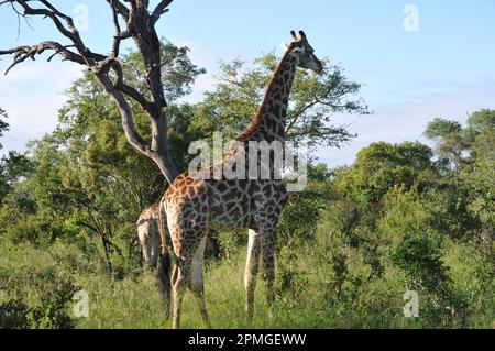 Giraffenfamilie Thornybush Reserve Südafrika Stockfoto