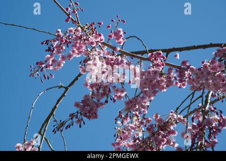 Rosa Frühlingsblüte von Zierkirschbaum Prunus x subhirtella 'Pendula Plena Rosea im britischen Garten April Stockfoto