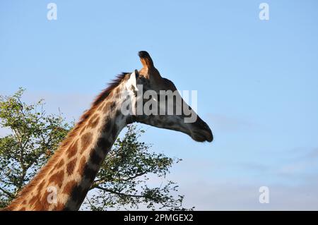 Giraffenfamilie Thornybush Reserve Südafrika Stockfoto