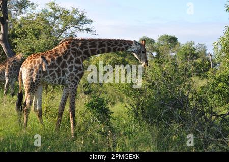 Giraffenfamilie Thornybush Reserve Südafrika Stockfoto