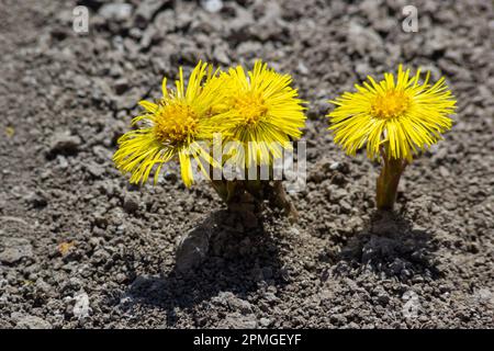 Tussilago farfarfara, gemeinhin bekannt als Coltsfoot, ist eine Pflanze im Stamm der Erdlinge der Gänseblümchen-Familie Asteraceae. Blumen einer Pflanze auf einer Frühlingssonne Stockfoto