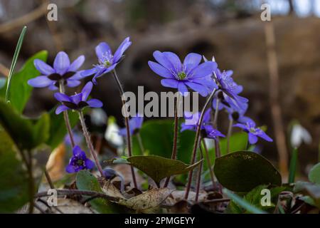 Wunderschöne Makroaufnahme einer ersten einzelnen Wildblume große blaue Hepatisa Hepatisa transsylvanica, die im Frühling unter trockenen Blättern zu blühen beginnt. Stockfoto