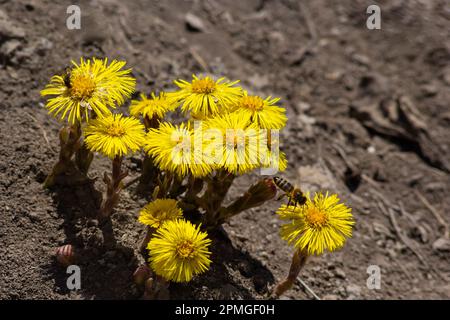 Tussilago farfarfara, gemeinhin bekannt als Coltsfoot, ist eine Pflanze im Stamm der Erdlinge der Gänseblümchen-Familie Asteraceae. Blumen einer Pflanze auf einer Frühlingssonne Stockfoto
