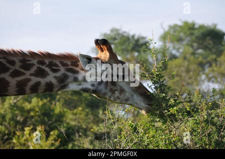 Giraffenfamilie Thornybush Reserve Südafrika Stockfoto