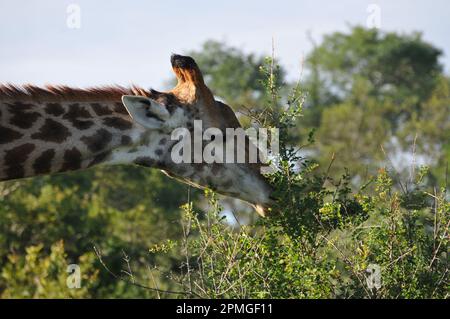 Giraffenfamilie Thornybush Reserve Südafrika Stockfoto