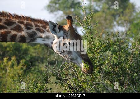 Giraffenfamilie Thornybush Reserve Südafrika Stockfoto