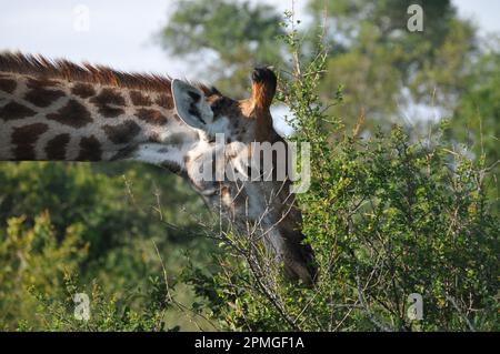 Giraffenfamilie Thornybush Reserve Südafrika Stockfoto