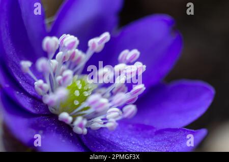 Wunderschöne Makroaufnahme einer ersten einzelnen Wildblume große blaue Hepatisa Hepatisa transsylvanica, die im Frühling unter trockenen Blättern zu blühen beginnt. Stockfoto