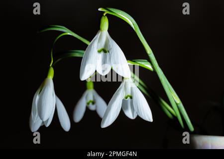 Wunderschöne weiße Blumen, Schneetropfen oder Galanthus-Strauß in Vase, Nahaufnahme auf schwarzem Hintergrund. Dunkle stimmungsvolle Blumentapete. Frühjahrsfeiertagsgrüße. Stockfoto