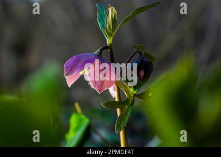 Frühlingshafte Waldblüten hellebores, Helleborus purpurascens. Lila Wildblume in der Natur. Details zum Hellebore-Makro. Stockfoto