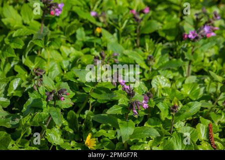 Nahaufnahme blühender Blüten Pulmonaria mollis am sonnigen Frühlingstag, selektiver Fokus. Nahaufnahme der Wiesenblume - wildes Heilkraut - Pulmonaria Stockfoto