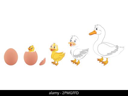 Duck Evolution. Vektordarstellung der Entenentwicklung. Ei, Ente, Ente Stock Vektor