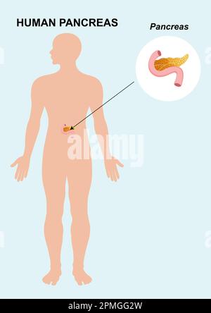 Die Organanatomie des menschlichen Pankreas. Vektordarstellung des Pankreasorgans auf weißem Hintergrund isoliert Stock Vektor