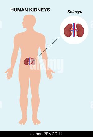 Die Anatomie der menschlichen Nierenorgane. Vektordarstellung der menschlichen Nierenanatomie Stock Vektor