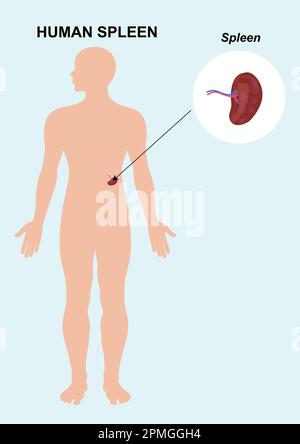 Menschliches Milzorgan. Vektordarstellung der Milzanatomie Stock Vektor