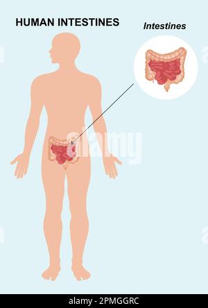 Anatomie des menschlichen Darmes. Das menschliche innere Organ. Vektordarstellung der Organanatomie des menschlichen Darmes auf weißem Hintergrund isoliert. Stock Vektor