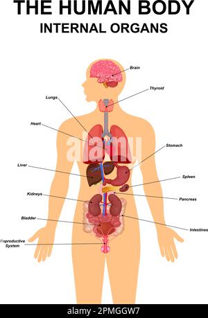 Innere Organe des menschlichen Körpers flache Infografik Posterschema mit Symbolen Bilder Ortsname und Definitionen Vektordarstellung. Herz, Gehirn, Leber Stock Vektor