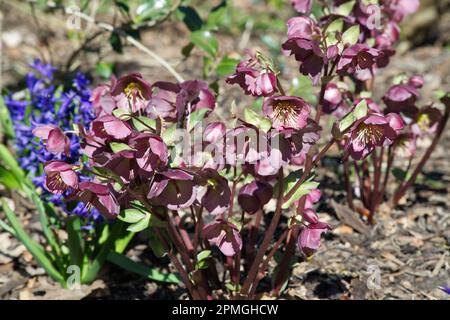 Blaue Frühlingsblumen der duftenden Hyacinth multiflora Blauw und Helleborus (Rodney Davey Marbled Group) Danas Liebhaber im britischen Garten April Stockfoto